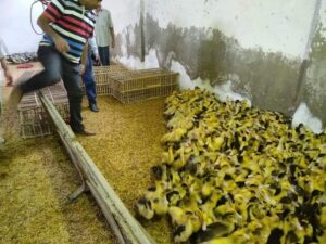 توزيع أكثر من 40 ألف طائر حتى الآن بمشروع تربية البط بمراكز ومدن محافظة البحيرة.