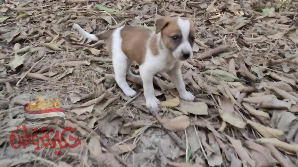 صورة بهاكلب عمل