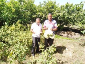 سحب عينات من محصول الجوافة بكفر الدوار وتحليلها بالمعمل المركزى للمبيدات.