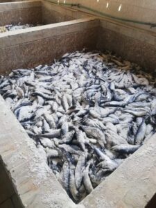 حملة تموينية مكبرة لضبط